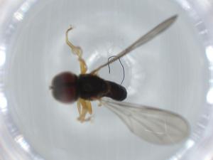  ( - BIOUG63342-B09)  @11 [ ] CreativeCommons - Attribution (2021) Centre for Biodiversity Genomics Centre for Biodiversity Genomics