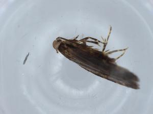  ( - BIOUG63347-E01)  @11 [ ] CreativeCommons - Attribution (2021) Centre for Biodiversity Genomics Centre for Biodiversity Genomics