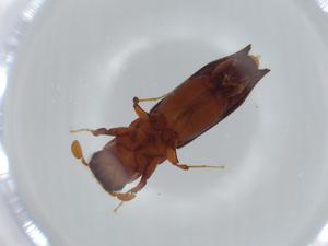  ( - BIOUG63349-D11)  @11 [ ] CreativeCommons - Attribution (2021) Centre for Biodiversity Genomics Centre for Biodiversity Genomics