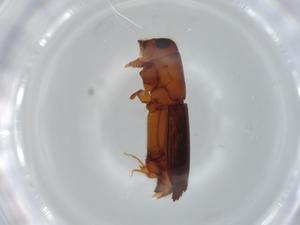  ( - BIOUG63557-F02)  @11 [ ] CreativeCommons - Attribution (2021) Centre for Biodiversity Genomics Centre for Biodiversity Genomics