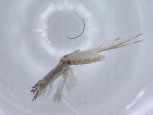  ( - BIOUG64903-B11)  @11 [ ] CreativeCommons - Attribution (2021) Centre for Biodiversity Genomics Centre for Biodiversity Genomics