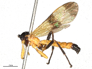  (Acrotaphus Malaise8861 - BIOUG48414-A05)  @11 [ ] CreativeCommons - Attribution Share - Alike (2025) CBG Photography Group Centre for Biodiversity Genomics