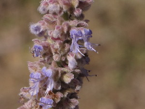  ( - APN_PLEC_59)  @11 [ ] No Rights Reserved (nrr)  Unspecified Unspecified