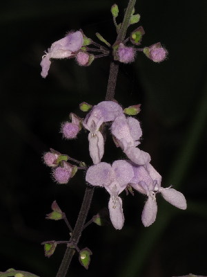  (Plectranthus oribiensis - APN_PLEC_69)  @11 [ ] No Rights Reserved (nrr)  Unspecified Unspecified