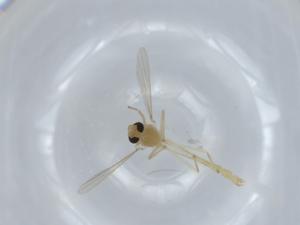  ( - BIOUG56745-B10)  @11 [ ] CreativeCommons - Attribution (2020) Centre for Biodiversity Genomics Centre for Biodiversity Genomics