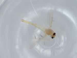  ( - BIOUG56745-H03)  @11 [ ] CreativeCommons - Attribution (2020) Centre for Biodiversity Genomics Centre for Biodiversity Genomics