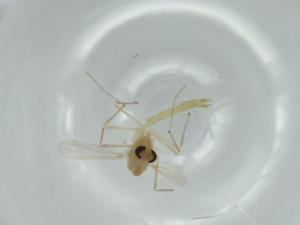  ( - BIOUG56750-C12)  @11 [ ] CreativeCommons - Attribution (2020) Centre for Biodiversity Genomics Centre for Biodiversity Genomics