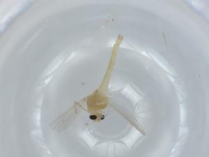  ( - BIOUG56751-D02)  @11 [ ] CreativeCommons - Attribution (2020) Centre for Biodiversity Genomics Centre for Biodiversity Genomics