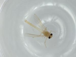  ( - BIOUG56754-H11)  @11 [ ] CreativeCommons - Attribution (2020) Centre for Biodiversity Genomics Centre for Biodiversity Genomics