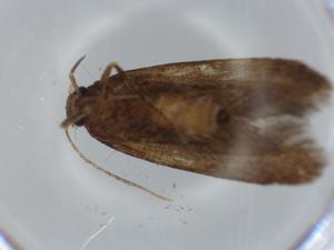  ( - BIOUG56757-F11)  @11 [ ] CreativeCommons - Attribution (2020) Centre for Biodiversity Genomics Centre for Biodiversity Genomics