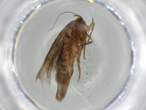  ( - BIOUG56758-C11)  @11 [ ] CreativeCommons - Attribution (2020) Centre for Biodiversity Genomics Centre for Biodiversity Genomics