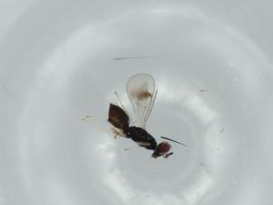  ( - BIOUG56761-G06)  @11 [ ] CreativeCommons - Attribution (2020) Centre for Biodiversity Genomics Centre for Biodiversity Genomics