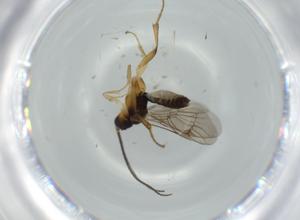  ( - BIOUG56763-D01)  @11 [ ] CreativeCommons - Attribution (2020) Centre for Biodiversity Genomics Centre for Biodiversity Genomics