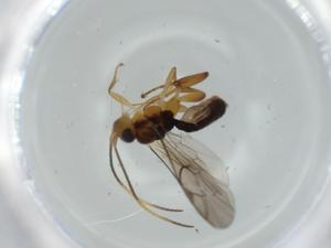  ( - BIOUG56763-G12)  @11 [ ] CreativeCommons - Attribution (2020) Centre for Biodiversity Genomics Centre for Biodiversity Genomics