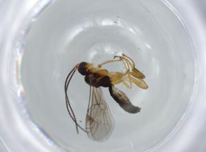  ( - BIOUG56764-A11)  @11 [ ] CreativeCommons - Attribution (2020) Centre for Biodiversity Genomics Centre for Biodiversity Genomics