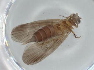  ( - BIOUG56765-E08)  @11 [ ] CreativeCommons - Attribution (2020) Centre for Biodiversity Genomics Centre for Biodiversity Genomics