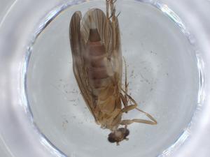  ( - BIOUG56766-G10)  @11 [ ] CreativeCommons - Attribution (2020) Centre for Biodiversity Genomics Centre for Biodiversity Genomics