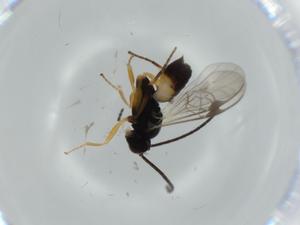  ( - BIOUG56767-C09)  @11 [ ] CreativeCommons - Attribution (2020) Centre for Biodiversity Genomics Centre for Biodiversity Genomics