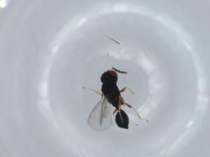  ( - BIOUG58264-D03)  @11 [ ] CreativeCommons - Attribution (2020) Centre for Biodiversity Genomics Centre for Biodiversity Genomics