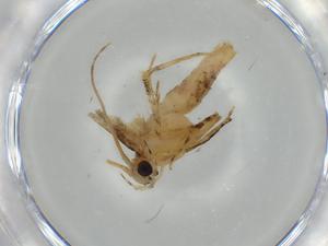  ( - BIOUG57248-G06)  @11 [ ] CreativeCommons - Attribution (2020) Centre for Biodiversity Genomics Centre for Biodiversity Genomics