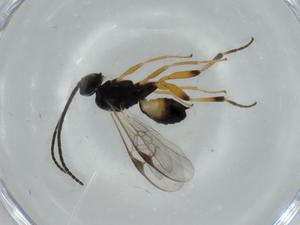  ( - BIOUG57255-G11)  @11 [ ] CreativeCommons - Attribution (2020) Centre for Biodiversity Genomics Centre for Biodiversity Genomics