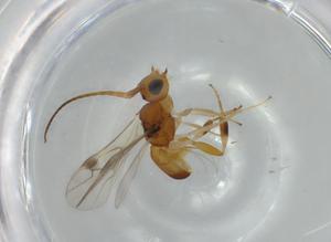  ( - BIOUG57256-A07)  @11 [ ] CreativeCommons - Attribution (2020) Centre for Biodiversity Genomics Centre for Biodiversity Genomics