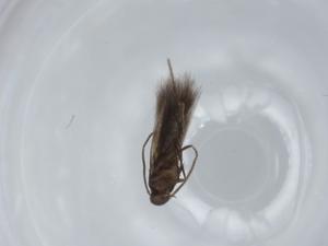  ( - BIOUG57257-H09)  @11 [ ] CreativeCommons - Attribution (2020) Centre for Biodiversity Genomics Centre for Biodiversity Genomics