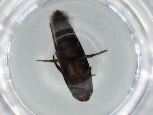  ( - BIOUG57259-B12)  @11 [ ] CreativeCommons - Attribution (2020) Centre for Biodiversity Genomics Centre for Biodiversity Genomics