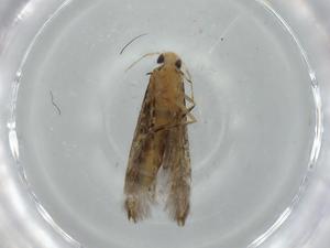  ( - BIOUG57259-C01)  @11 [ ] CreativeCommons - Attribution (2020) Centre for Biodiversity Genomics Centre for Biodiversity Genomics