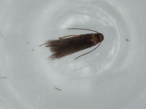  ( - BIOUG57259-H11)  @11 [ ] CreativeCommons - Attribution (2020) Centre for Biodiversity Genomics Centre for Biodiversity Genomics