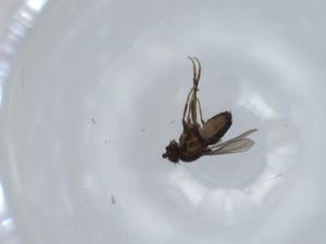  ( - BIOUG57267-E04)  @11 [ ] CreativeCommons - Attribution (2020) Centre for Biodiversity Genomics Centre for Biodiversity Genomics