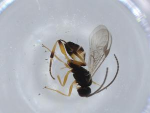  ( - BIOUG57274-F03)  @11 [ ] CreativeCommons - Attribution (2020) Centre for Biodiversity Genomics Centre for Biodiversity Genomics