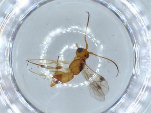  ( - BIOUG57275-F11)  @11 [ ] CreativeCommons - Attribution (2020) Centre for Biodiversity Genomics Centre for Biodiversity Genomics