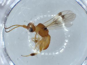  ( - BIOUG57275-G04)  @11 [ ] CreativeCommons - Attribution (2020) Centre for Biodiversity Genomics Centre for Biodiversity Genomics