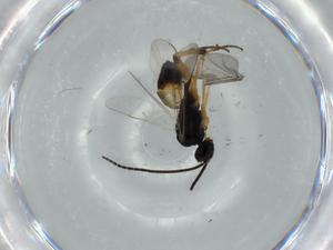  ( - BIOUG57277-B07)  @11 [ ] CreativeCommons - Attribution (2020) Centre for Biodiversity Genomics Centre for Biodiversity Genomics