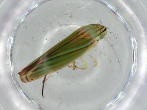  ( - BIOUG57279-C03)  @11 [ ] CreativeCommons - Attribution (2020) Centre for Biodiversity Genomics Centre for Biodiversity Genomics