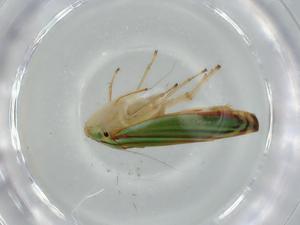  ( - BIOUG57280-F11)  @11 [ ] CreativeCommons - Attribution (2020) Centre for Biodiversity Genomics Centre for Biodiversity Genomics