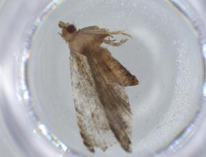  ( - BIOUG57283-B10)  @11 [ ] CreativeCommons - Attribution (2020) Centre for Biodiversity Genomics Centre for Biodiversity Genomics