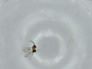  ( - BIOUG57286-B03)  @11 [ ] CreativeCommons - Attribution (2020) Centre for Biodiversity Genomics Centre for Biodiversity Genomics