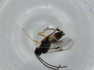  ( - BIOUG57286-D05)  @11 [ ] CreativeCommons - Attribution (2020) Centre for Biodiversity Genomics Centre for Biodiversity Genomics