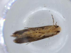  ( - BIOUG57288-B06)  @11 [ ] CreativeCommons - Attribution (2020) Centre for Biodiversity Genomics Centre for Biodiversity Genomics