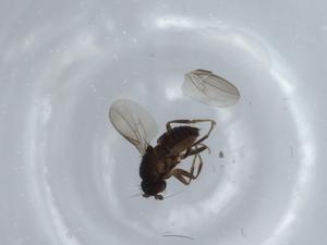  ( - BIOUG57292-A06)  @11 [ ] CreativeCommons - Attribution (2020) Centre for Biodiversity Genomics Centre for Biodiversity Genomics