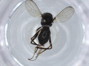  ( - BIOUG57296-G08)  @11 [ ] CreativeCommons - Attribution (2020) Centre for Biodiversity Genomics Centre for Biodiversity Genomics