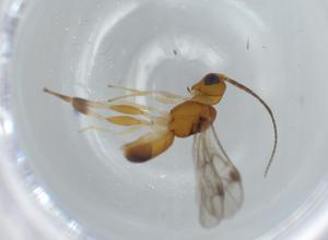  ( - BIOUG57911-A01)  @11 [ ] CreativeCommons - Attribution (2020) Centre for Biodiversity Genomics Centre for Biodiversity Genomics