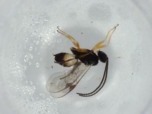  ( - BIOUG57912-B08)  @11 [ ] CreativeCommons - Attribution (2020) Centre for Biodiversity Genomics Centre for Biodiversity Genomics