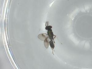  ( - BIOUG57912-H07)  @11 [ ] CreativeCommons - Attribution (2020) Centre for Biodiversity Genomics Centre for Biodiversity Genomics