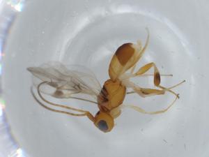  ( - BIOUG57913-A09)  @11 [ ] CreativeCommons - Attribution (2020) Centre for Biodiversity Genomics Centre for Biodiversity Genomics