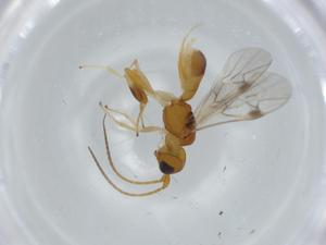  ( - BIOUG57915-C12)  @11 [ ] CreativeCommons - Attribution (2020) Centre for Biodiversity Genomics Centre for Biodiversity Genomics