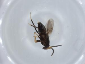  ( - BIOUG57915-D11)  @11 [ ] CreativeCommons - Attribution (2020) Centre for Biodiversity Genomics Centre for Biodiversity Genomics