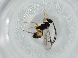  ( - BIOUG57916-D04)  @11 [ ] CreativeCommons - Attribution (2020) Centre for Biodiversity Genomics Centre for Biodiversity Genomics